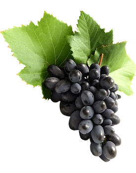 Black Grapes