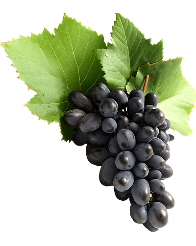 Black Grapes-Gf1037