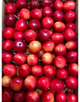 Cherry - Indian