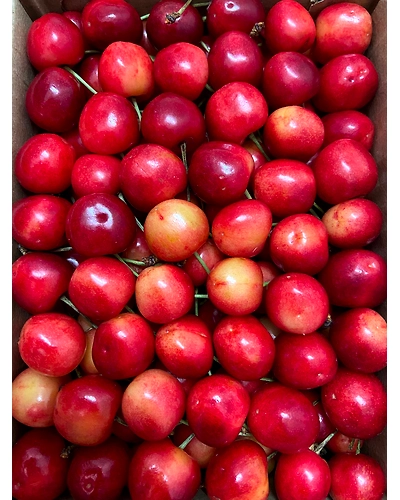 Cherry - Indian-Gf1044
