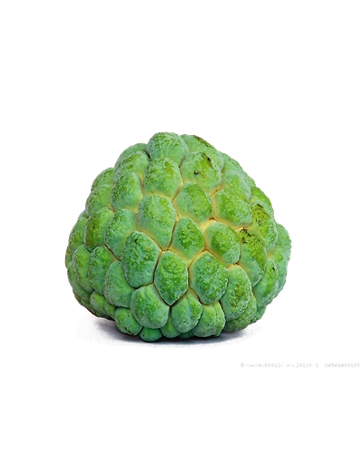 Custard Apple-Gf1048