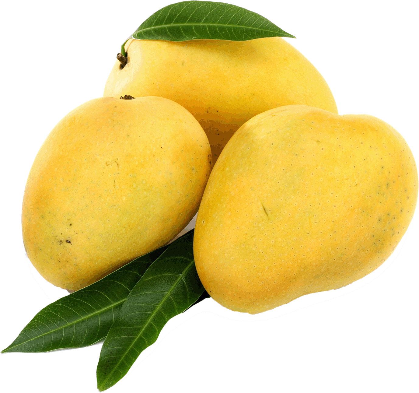 Kesar Mango-Gf1068