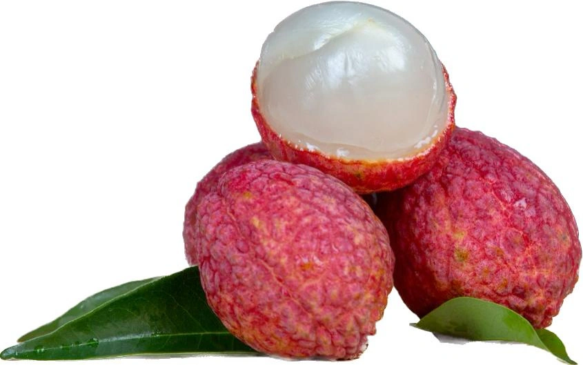 Litchi-Gf1074