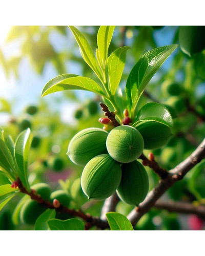 Green Almond-500 g-2