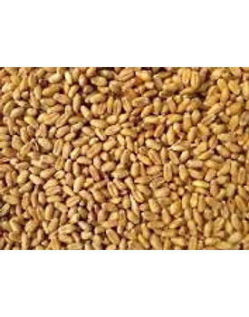 Wheat