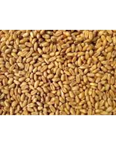 Wheat-11697822