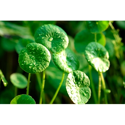 Gotu Kola Powder ( Organic Powder )-2
