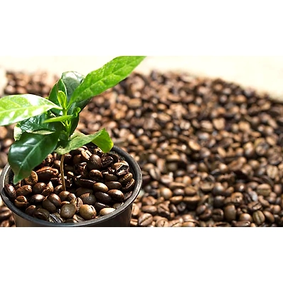 COFFEE EXTRACT CAPSULES ( 500 MG , 60 CAPSULES )-2