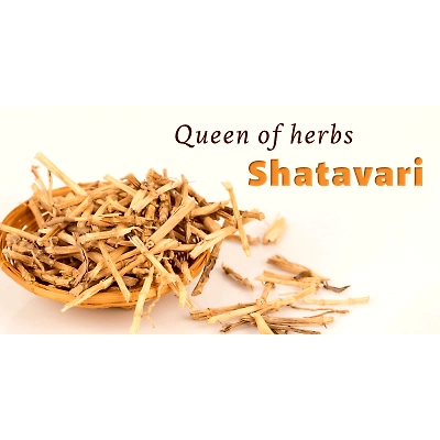 SHATAVARI EXTRACT CAPSULES ( 500 MG 60 CAPSULES)-2