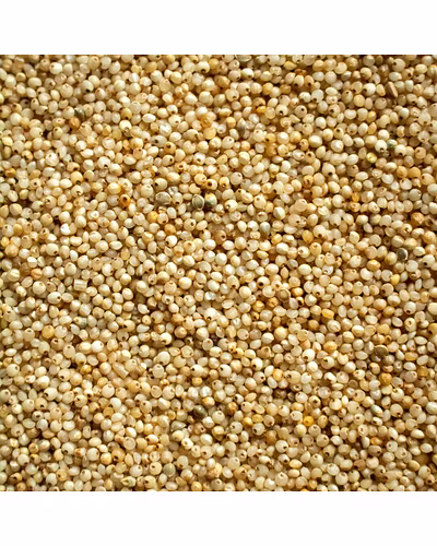 Millet- many types-11699344
