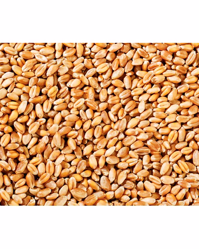 Wheat-11699356