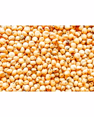Sorghum-11699358