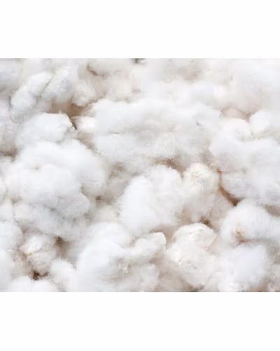 Cotton-11699366