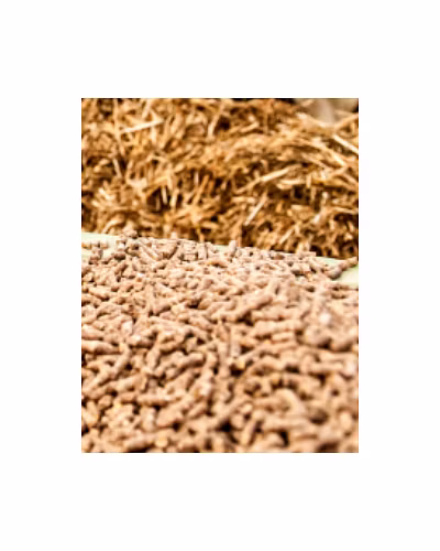 Animal feed of various types-11699374