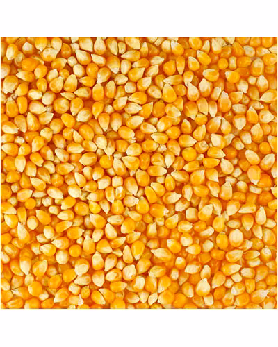 Maize-11699352