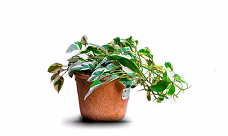 nana coir pot 6 inch diameter(set of 3)