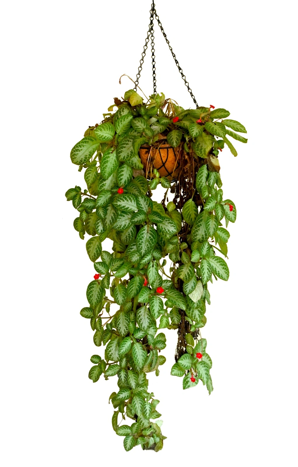 nana 12 inch hanging coirpot-nana12inchhangingpot