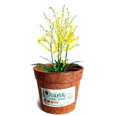 nana coir pot 4 inch diameter(set of 6)