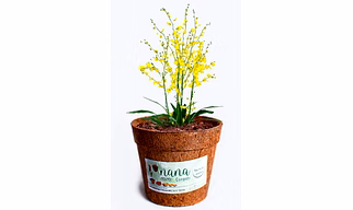 nana coir pot 4 inch diameter(set of 6)