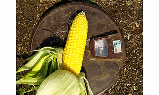 Frozen Sweet Corn
