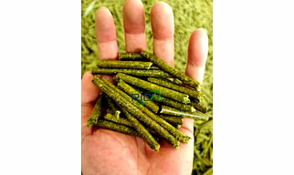 Paddy straw pallets and briquettes for