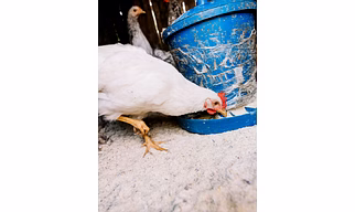 Poultry feed