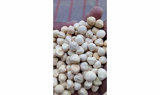 MORINGA KERNEL