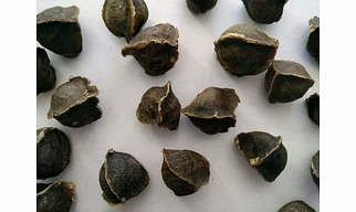 MORINGA SEEDS WINGLESS