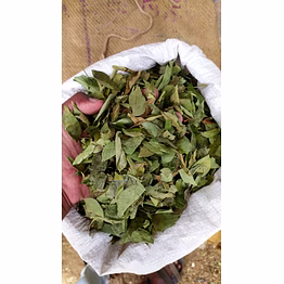 curry leaves