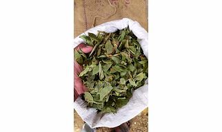 CURRY LEAVES