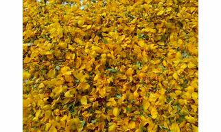 AVARAMPOO