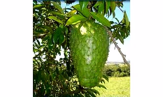 SOURSOP