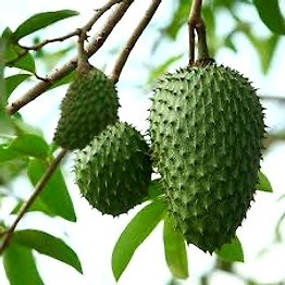 SOURSOP