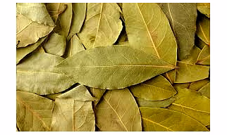 BAY LEAF