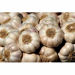 garlic