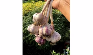 GARLIC