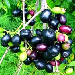 jamun seeds (syzygium cumini)