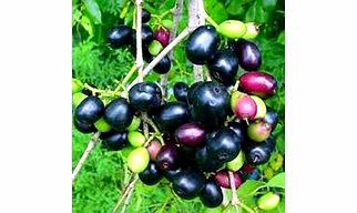 Jamun Seeds (Syzygium Cumini)