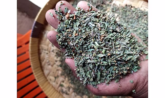 Tulsi Leaves (Ociumum Sanctum)