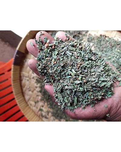 Tulsi Leaves (Ociumum Sanctum)-11750786