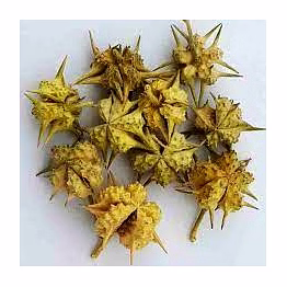tribulus terrestris (nerinji mull)