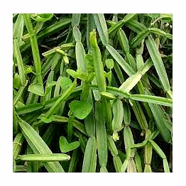 cissus quadrangularis