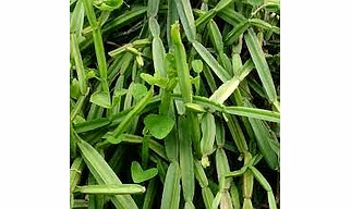 Cissus Quadrangularis