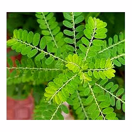phyllanthus niruri