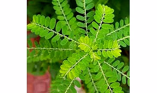 Phyllanthus Niruri