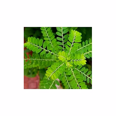 phyllanthus niruri