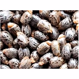 castor seeds