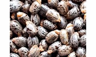 Castor Seeds