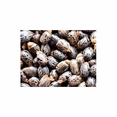 castor seeds
