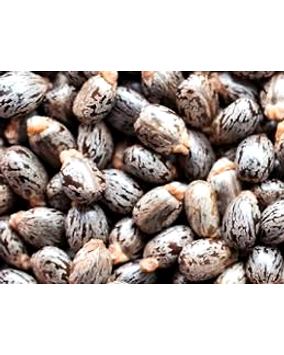 Castor Seeds-11750814